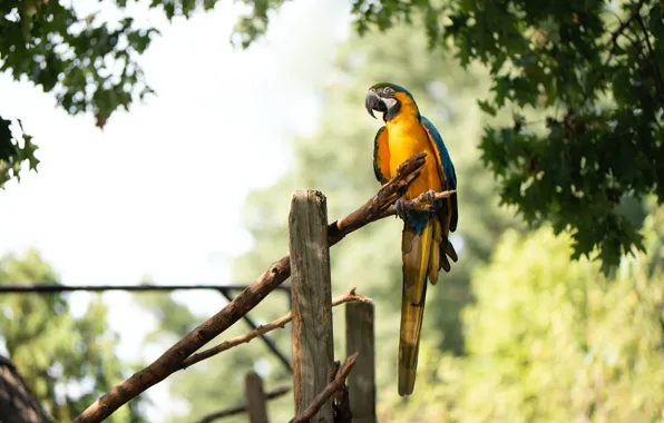 Branches, nature, bird, foliage, post, branch, parrot, bokeh