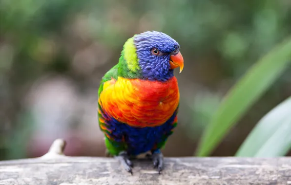 Orange, blue, yellow, red, green, feathers, beak, parrot