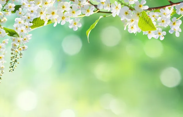 Picture flowers, nature, tree, spring, petals, bokeh