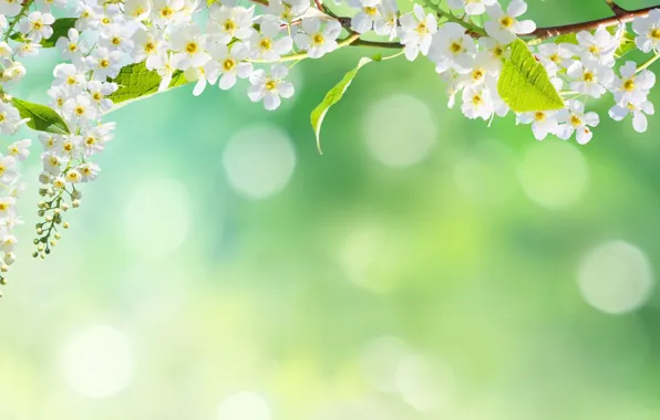 Trees, flowers, nature, spring, petals, bokeh