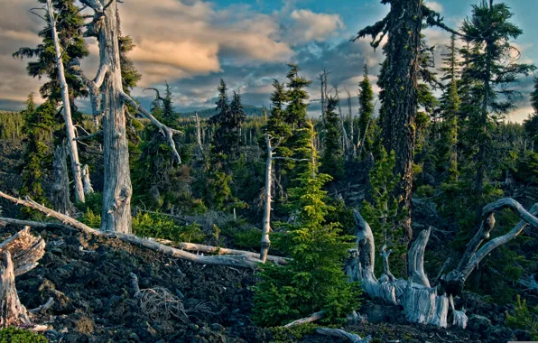 Picture forest, the sky, mountains, nature, driftwood