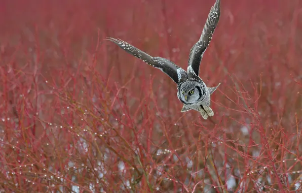 Picture autumn, flight, branches, owl, bird, owl