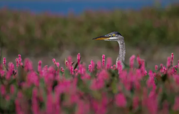 Summer, flowers, bird, meadow, pink, Heron