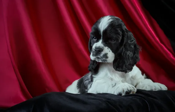 Picture puppy, Spaniel, spotted