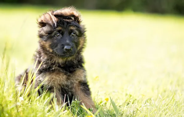 Dog, puppy, German shepherd