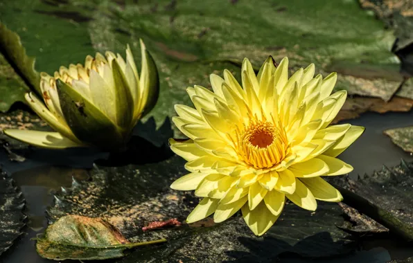 Leaves, flowers, pond, background, two, yellow, petals, Duo