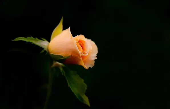 Flower, macro, Beautiful Rose