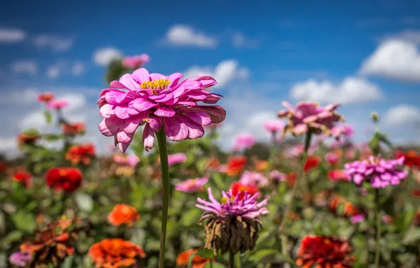 Field, the sky, clouds, flowers, petals, stem