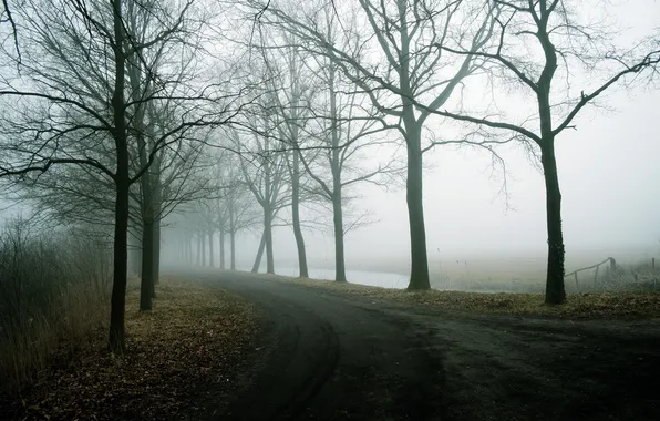 Road, landscape, fog