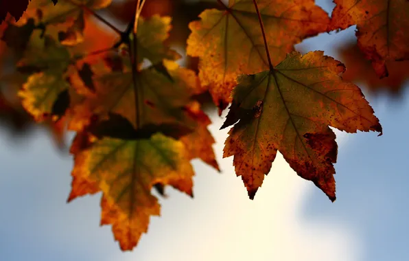 Autumn, leaves, nature
