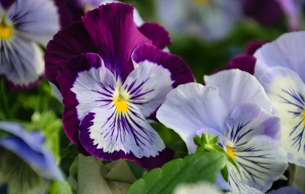 Picture macro, Pansy, viola