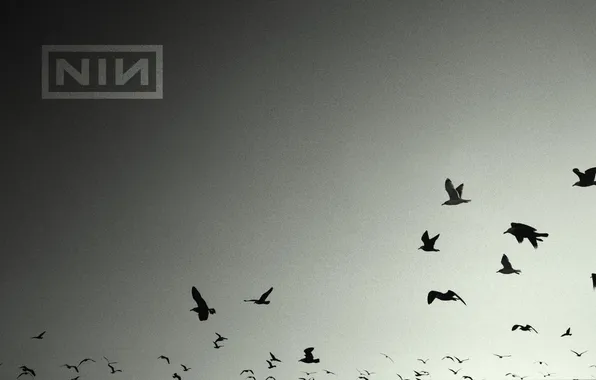 Picture birds, music, music, birds, nin, nine inch nails