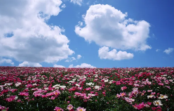 Picture field, clouds, flowers, horizon, peonies