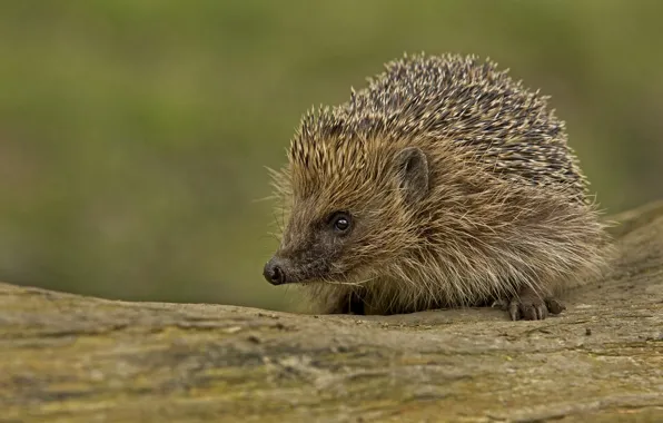 Picture look, barb, muzzle, hedgehog, hedgehog