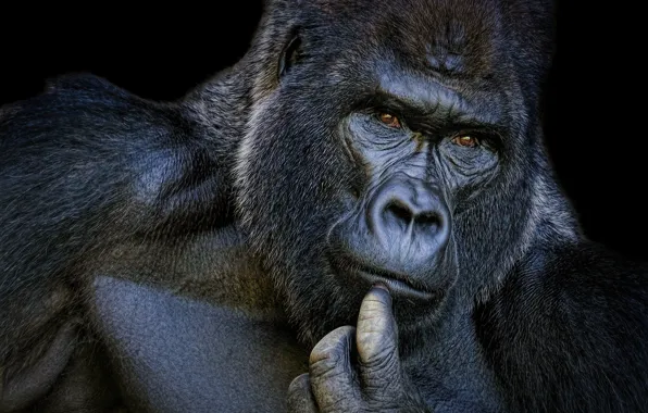 Picture portrait, gorilla, brooding