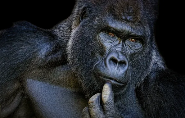 Portrait, gorilla, brooding