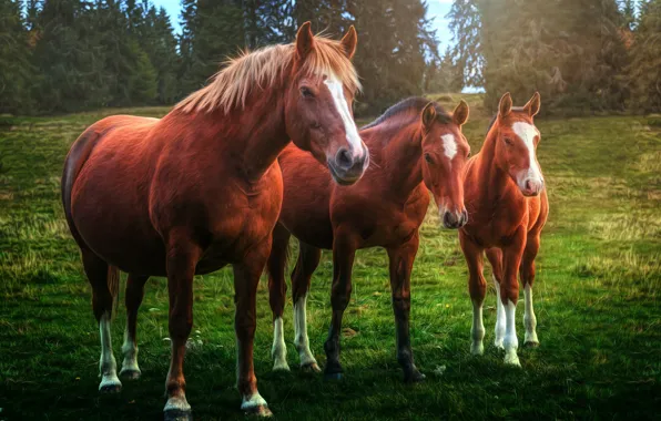 Horses, horse, trio