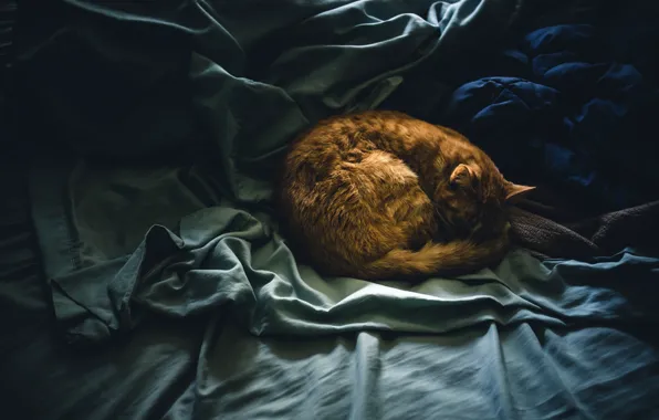 Cat, cat, sleep, red, sleeping, bed, lies, curled up