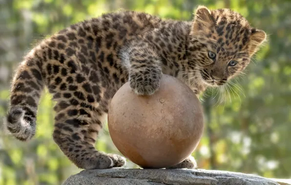 Picture the game, ball, baby, leopard