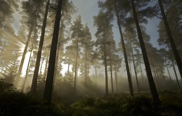 Forest, the sun, light, trees, nature