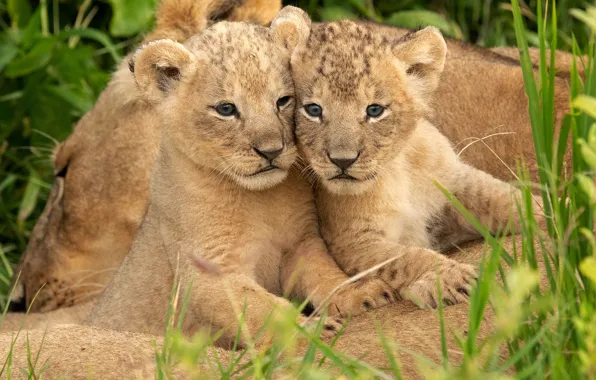 Grass, kittens, wild cats, lions, the cubs, a couple, lioness, cubs