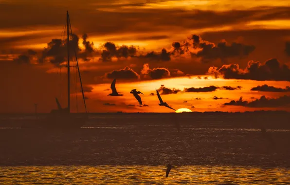 Sea, the sky, the sun, clouds, sunset, birds, horizon, silhouettes