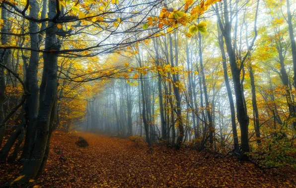 Road, autumn, forest, leaves, trees, branches, nature, fog