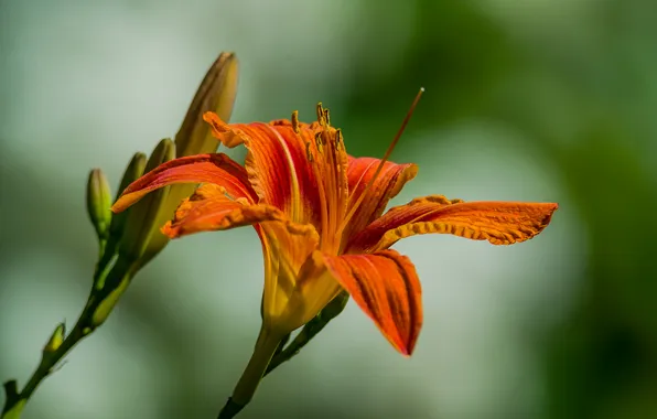 Summer, nature, mood, daylilies