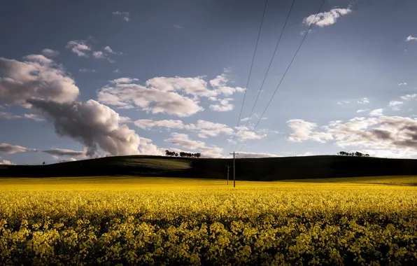 Field, summer, rape