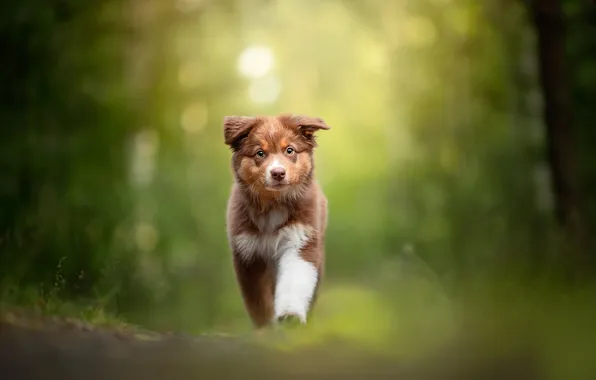 Dog, puppy, Australian shepherd, Aussie