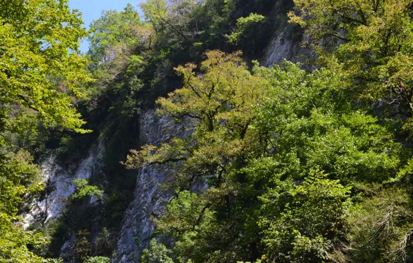 Summer, mountains, grove, Sochi, boxwood