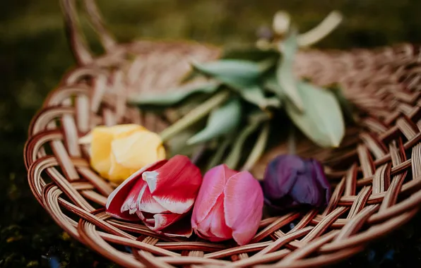 Grass, flowers, the dark background, glade, bouquet, blur, spring, tulips