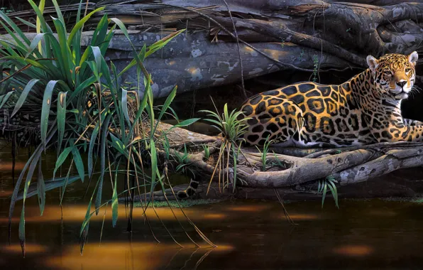 Look, leaves, water, light, trees, branches, nature, pose