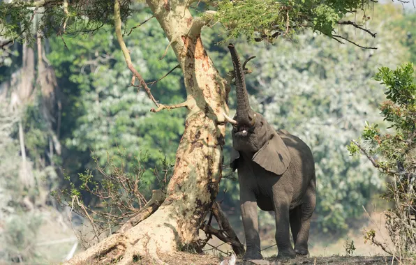 Nature, tree, trunk, African elephant