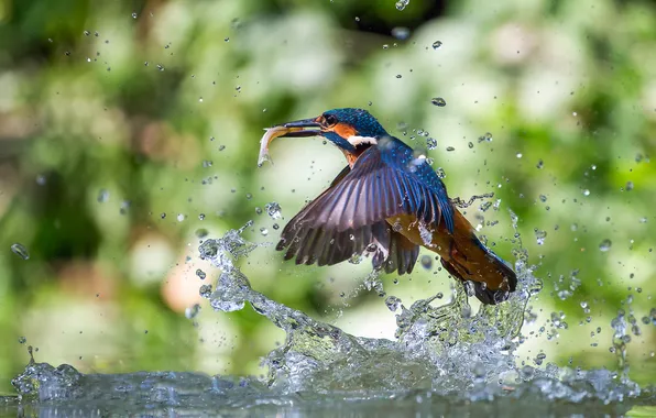Water, squirt, bird, fish, kingfisher, alcedo atthis, common Kingfisher, catch