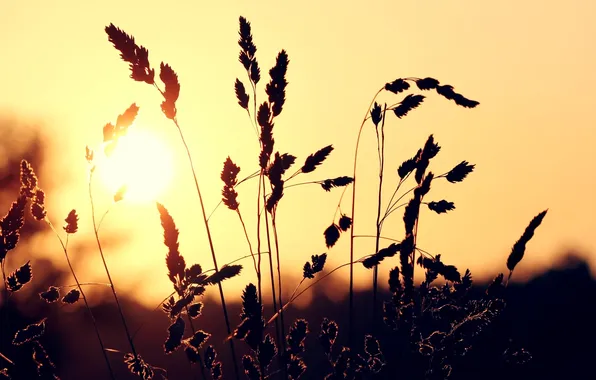 Picture the sun, sunset, grass
