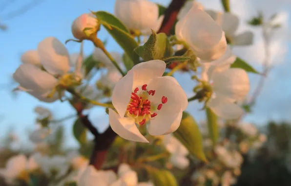 Spring, flowering, spring, inflorescence, blooming, branch with inflorescence, flowering in the spring