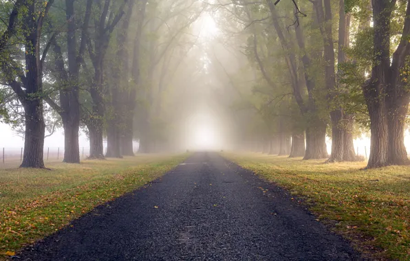Road, nature, fog