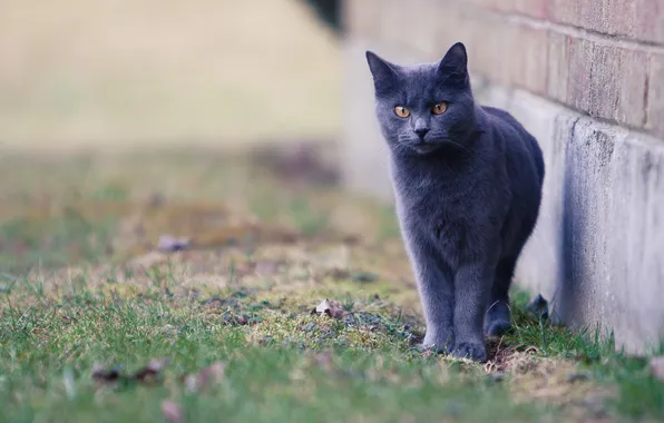 Cat, cat, look, pose, grey, wall, face, British