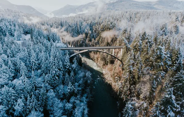 Picture forest, snow, trees, bridge, river, couples, forest