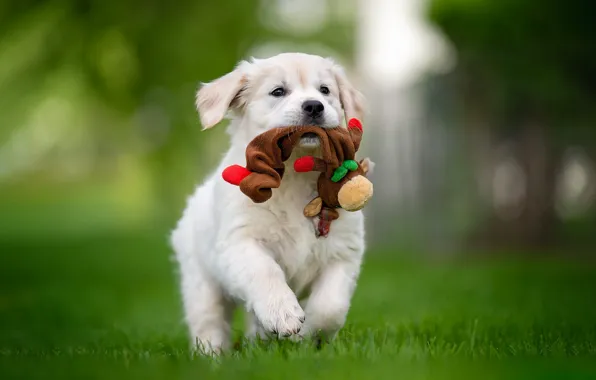 Summer, grass, toy, dog, running, puppy