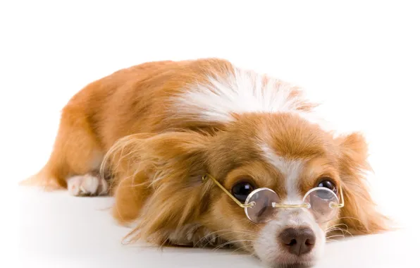 Picture dog, glasses, white background, red