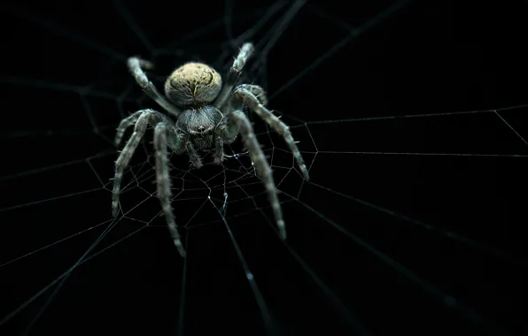Picture spider, web, ambush