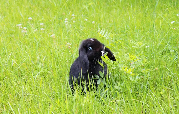 Greens, grass, look, nature, glade, black, hare, rabbit