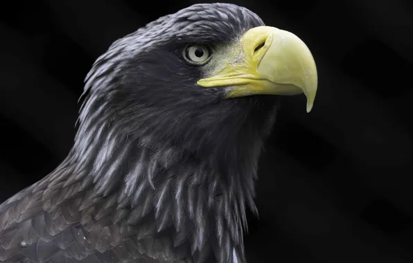 Bird, head, beak, Steller's sea eagle, Ali Pashang, Steller's sea eagle