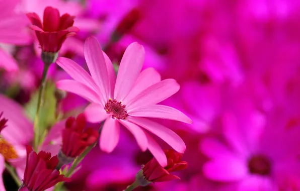 Flowers, bright, pink, cineraria, Senecio-Cruentus