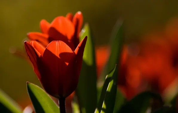 Flowers, tulips, flowering, flower