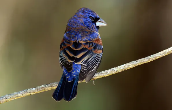 Picture background, bird, branch, Blue guiraca