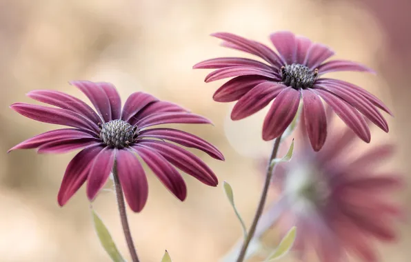 Nature, paint, petals, stem