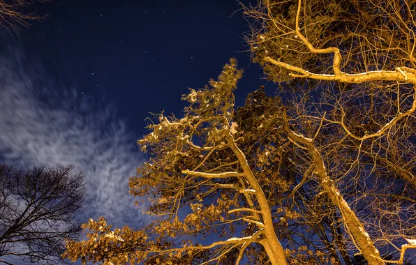 Picture winter, the sky, stars, light, trees, night, branches, backlight